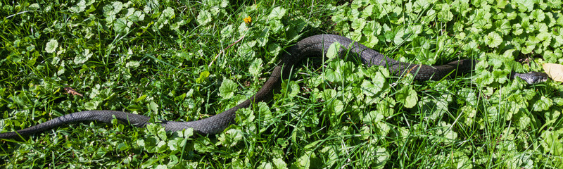 Ringelnatter Snake on Grass in East Styria, Austria