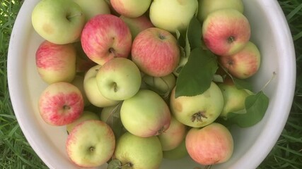 White bucket full of freshly harvested organic apples on green grass outdoors. Zooming - Powered by Adobe