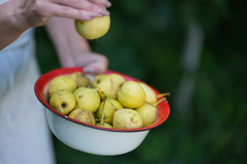 A farmer displays a full bowl of bright yellow pears collected from the orchard during harvest. Bowl of Fresh Homegrown Pears in Garden – Close-Up Shot