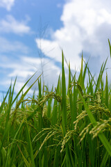 実りの秋、青空と稲穂