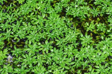 Aquatic Plant Life Lush Green Coverage as texture