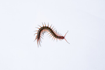 
A single centipede is shown on a clean white background. The insect's segmented body and numerous legs are clearly visible, with a striking focus on its shape and colors against the plain backdrop