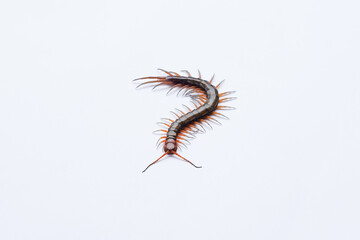 
A single centipede is shown on a clean white background. The insect's segmented body and numerous legs are clearly visible, with a striking focus on its shape and colors against the plain backdrop