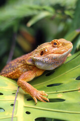 Bearded dragon lizard on Natural Habitat ,(Pogona vitticeps), Australian Bearded Dragon,Close up photo of bearded dragon eating vegetables and worm