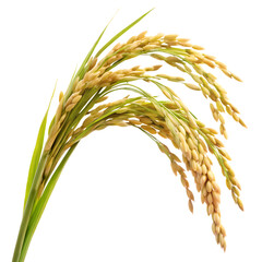 rice plant stalk isolated on white background