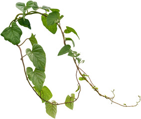 Vine plant, Branch creeper leaf green, Liana tropical nature.
