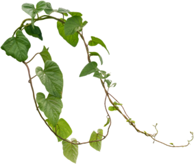Vine plant, Branch creeper leaf green, Liana tropical nature.