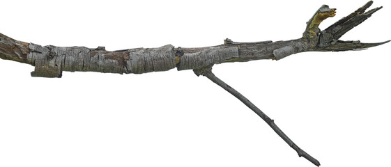 Dry branch tree naturally.