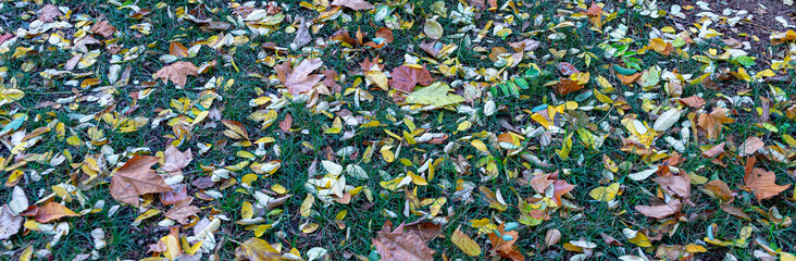 The mosaic of autumn, fallen leaves painting the ground