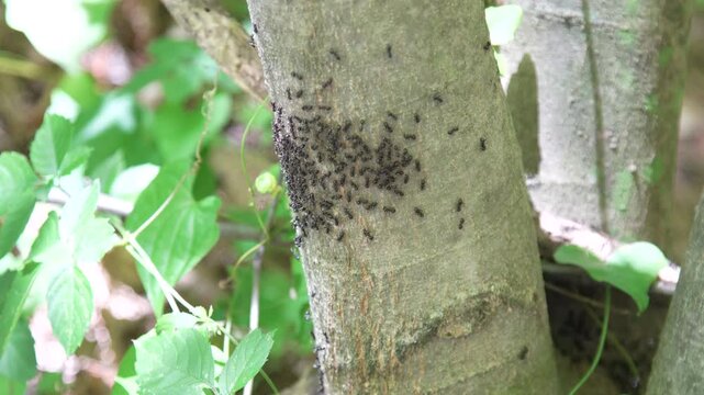 木に群がるアリ
