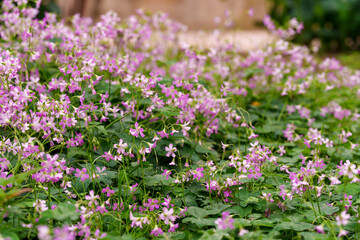 Obraz premium Close-up of purple Oxalis corymbosa (Oxalis debilis var. corymbosa) flowers blooming in spring.