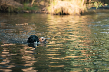 Black labrador dog swimming in the river with ball in mouth followed by small terrier