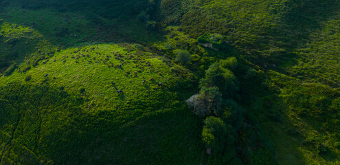 Herd of Tudancas cows (a breed native to Cantabria) in the Lloreda mountains in the municipality of Santa María de Cayón, Cantabria, Spain, Europe