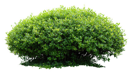 Dense trimmed garden bush Transparent background, PNG file