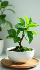Obraz premium Jade plant thriving in elegant white ceramic bowl, indoor plant, closeup, background