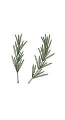 Fototapeta premium Two delicate green rosemary sprigs with small needle-like leaves rendered in a realistic style with detailed textures and subtle shading on a white background