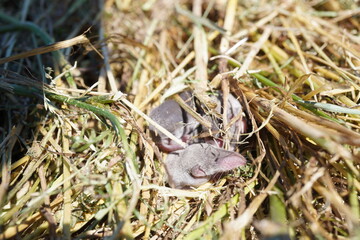 Kleine Mäuse Babys im Gras