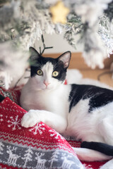 MALE CAT CHRISTMAS © Alberto