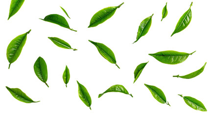 Fresh green tea leaves scattered Transparent background, PNG file