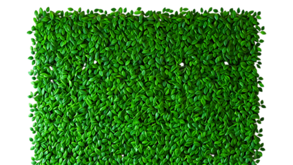 Lush Green Creeper Plant Texture: Vibrant, Dense Foliage Background