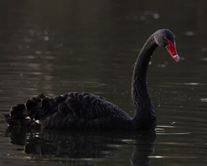 Fototapeta premium Black swan in the sunset