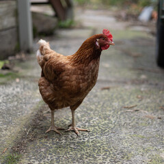 Curious Isa Brown Chicken looking