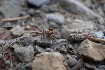 Kleine Spinne auf einem Stein