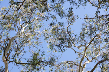 Eucalyptus trees against the blue sky