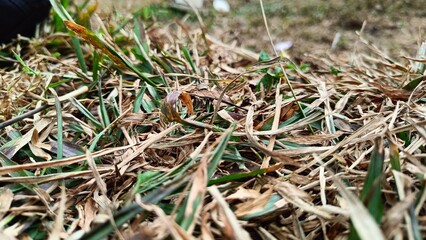 dry grass field with scattered green sprouts in natural outdoor setting