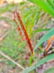 Close-up of wild grass flower with red pollen and green leaves.
