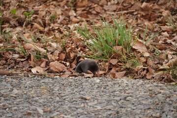 Maulwurf am Waldrand