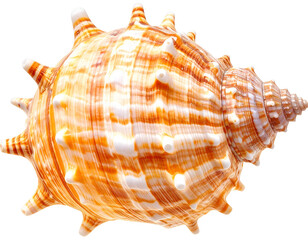 Obraz premium Seashell, isolated and elegant, rests alone on a clean white background. This minimal composition highlights natural texture, oceanic origin, and perfect symmetry—ideal for design, nature-themed conte