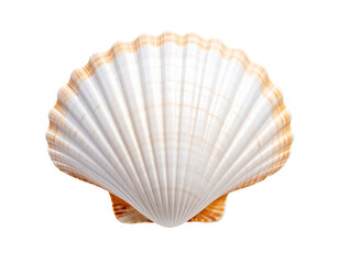 Seashell, isolated and elegant, rests alone on a clean white background. This minimal composition highlights natural texture, oceanic origin, and perfect symmetry—ideal for design, nature-themed conte