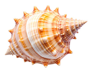 Obraz premium Seashell, isolated and elegant, rests alone on a clean white background. This minimal composition highlights natural texture, oceanic origin, and perfect symmetry—ideal for design, nature-themed conte