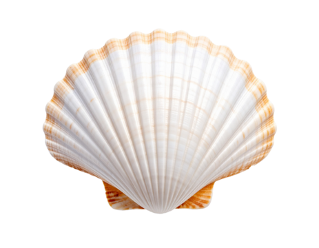 Seashell, isolated and elegant, rests alone on a clean white background. This minimal composition highlights natural texture, oceanic origin, and perfect symmetry—ideal for design, nature-themed conte