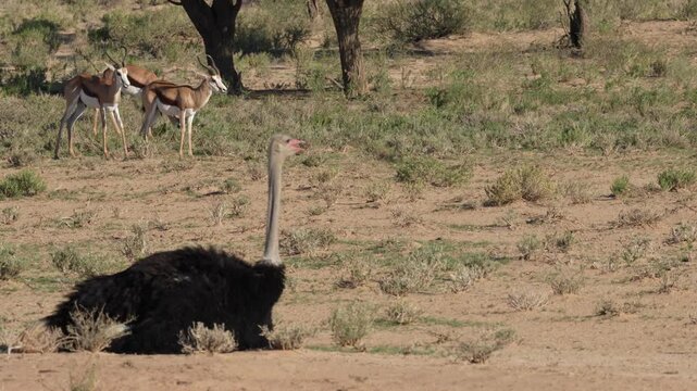 4K 60p footage of a springbok or springbuck (Antidorcas marsupialis) herd walking past a male common ostrich in Kgalagadi Transfrontier Park, Northern Cape, South Africa, showcasing wildlife in natura