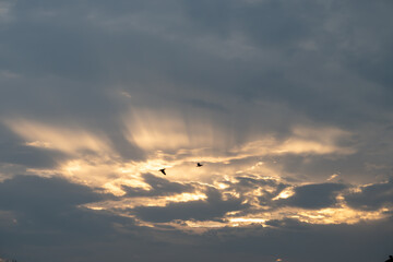 Birds flying on clouds with sunbeam at sunset
