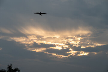 Bird in the sky with sunbeams 