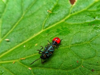 Close-up of red and black beetle on a green leaf, showcasing insect macro photography, wildlife, and nature detail for science, entomology, and environmental themes.