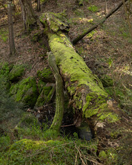 Mossy tree trunk breaching the gap