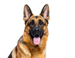 German Shepherd dog portrait, head and shoulders
