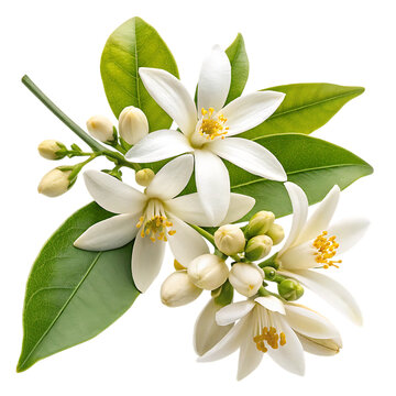 Orange blossom flowers and leaves isolated on transparent background