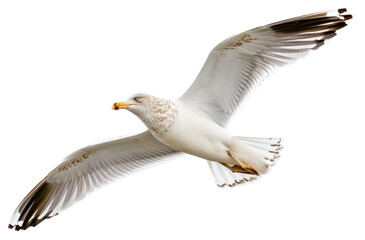 Obraz premium PNG Beautiful seagull flying animal white bird.