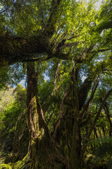 ニュージーランド　ウェスト・コーストにあるフォックス・グレイシャー・サウス・サイド・ウォークの景色