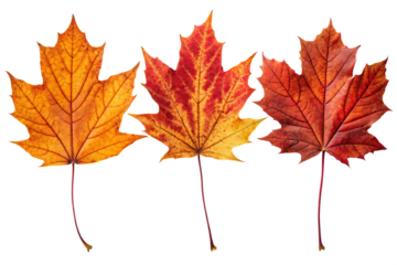 set of three dried maple leaves in vibrant autumn shades, colorful fall foliage collection, seasonal botanical textures on AI generated by PNG