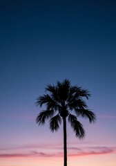 Obraz premium Silhouette of a Palm Tree at Sunset
