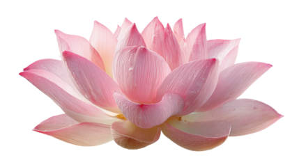 Open lotus flower with soft pink petalsTransparent background, PNG file