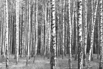 Fototapeta premium black-and-white photo with white birches