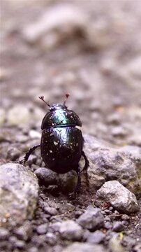 Shiny Black Dung Beetle Crawling Over Rocky Forest Path Macro

