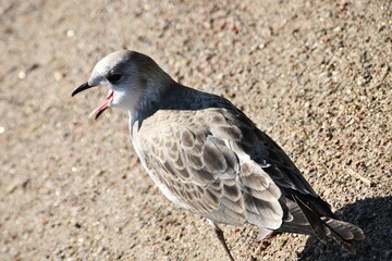 A young gull is on a beach in bright summer day. The bird`s beak is open.